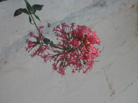 ΑΜΑΡΑΝΤΟ ???